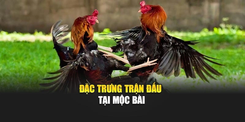 Đá Gà Mộc Bài – Tham Gia Sới Gà Đỉnh Cao, Tỷ Lệ Thắng Lớn 5 Đặc trưng trận đấu tại Mộc Bài