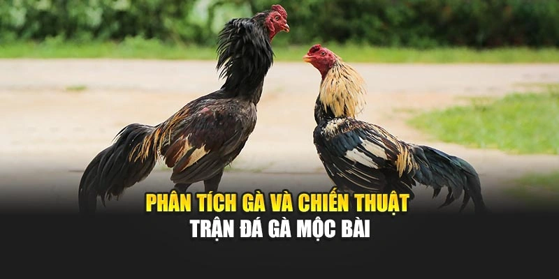 Đá Gà Mộc Bài – Tham Gia Sới Gà Đỉnh Cao, Tỷ Lệ Thắng Lớn 6 Phân tích gà và chiến thuật trận đá gà Mộc Bài