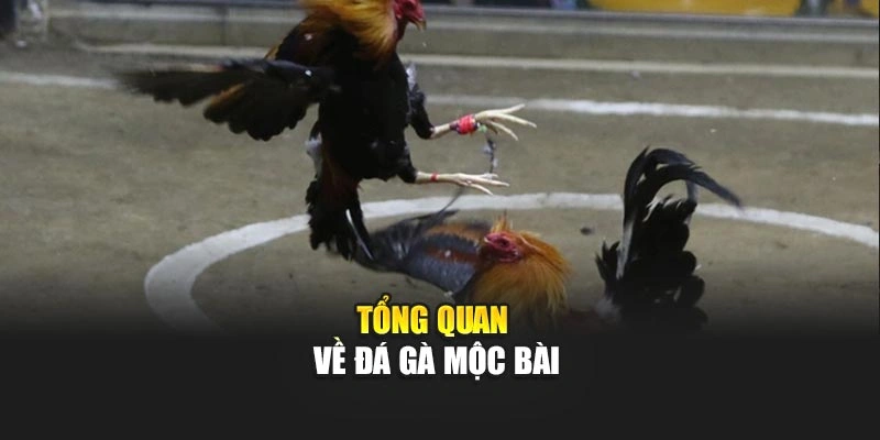 Đá Gà Mộc Bài – Tham Gia Sới Gà Đỉnh Cao, Tỷ Lệ Thắng Lớn 4 Tổng quan về đá gà Mộc Bài